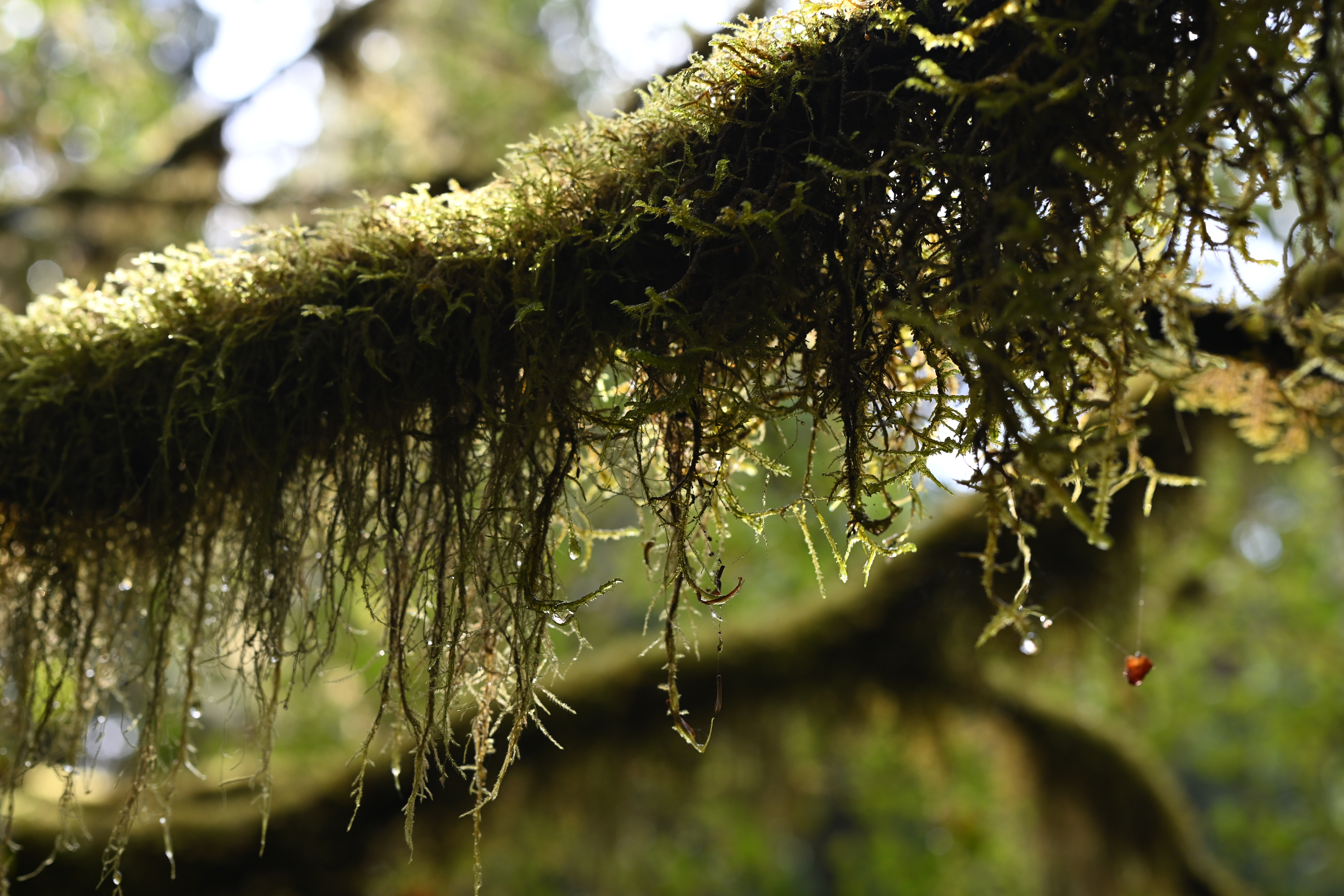 Lush green moss-covered trees in Hoh Rainforest