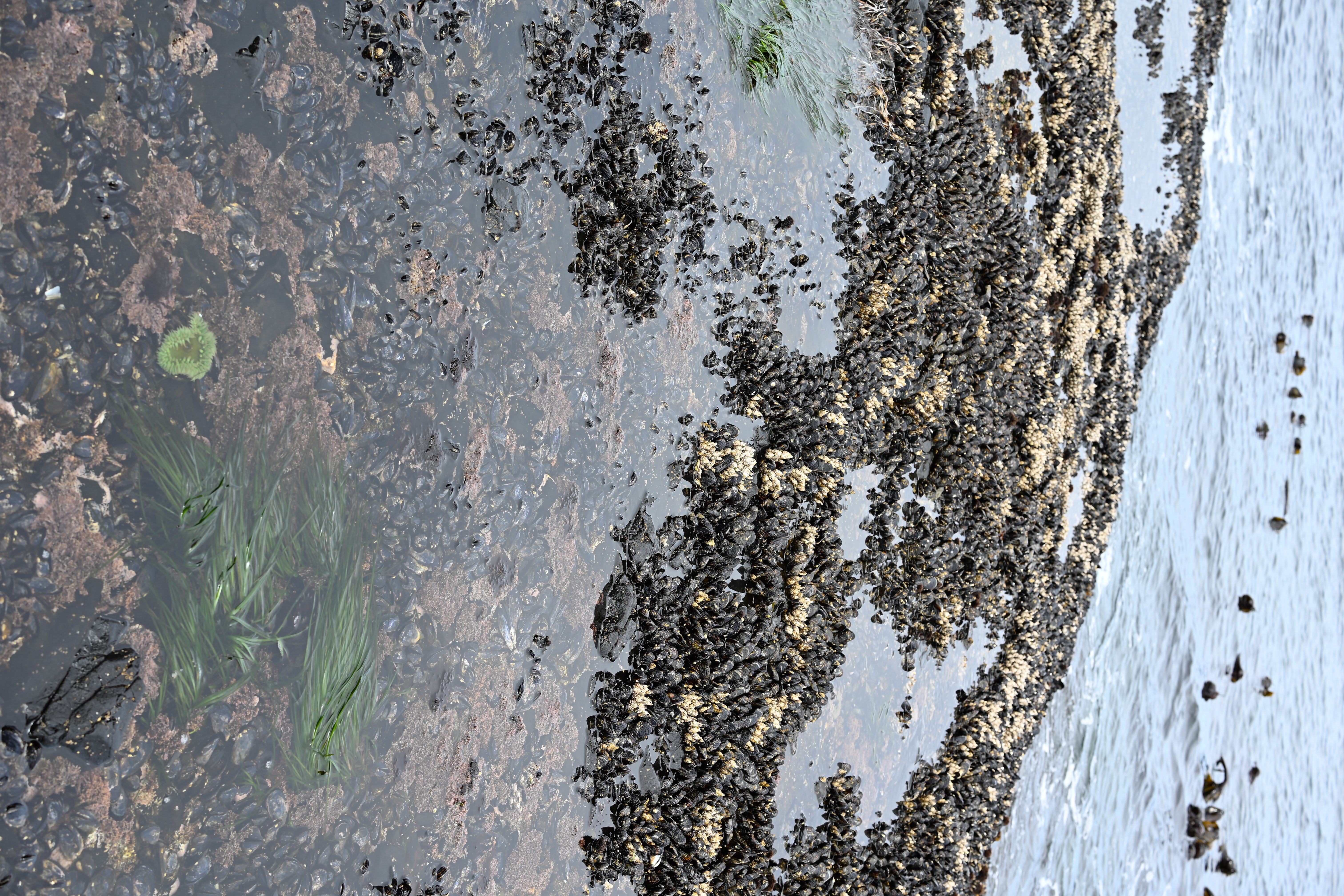 Colorful sea creatures in Salt Creek tide pools