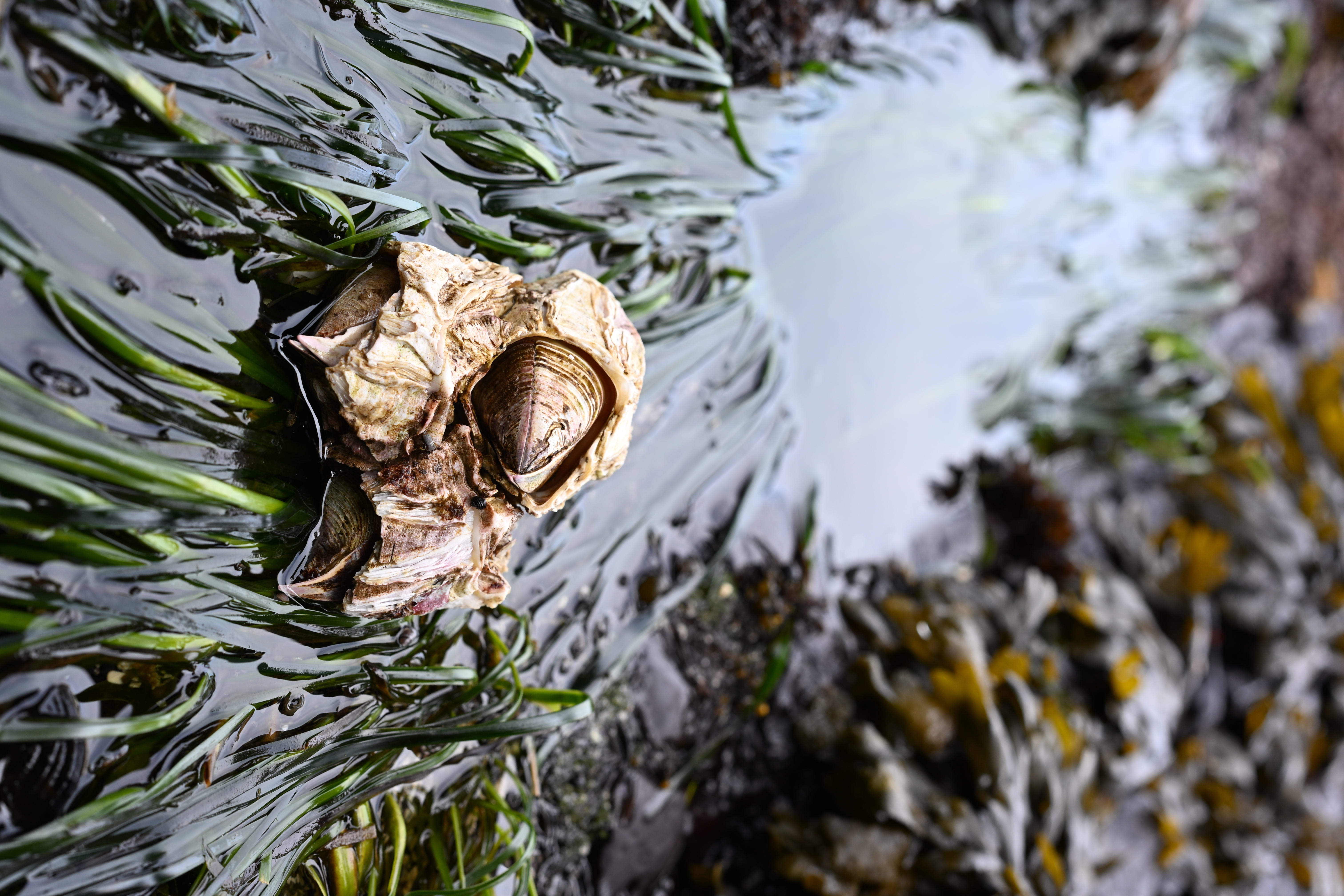 Rocky tide pools with barnacles at Salt Creek
