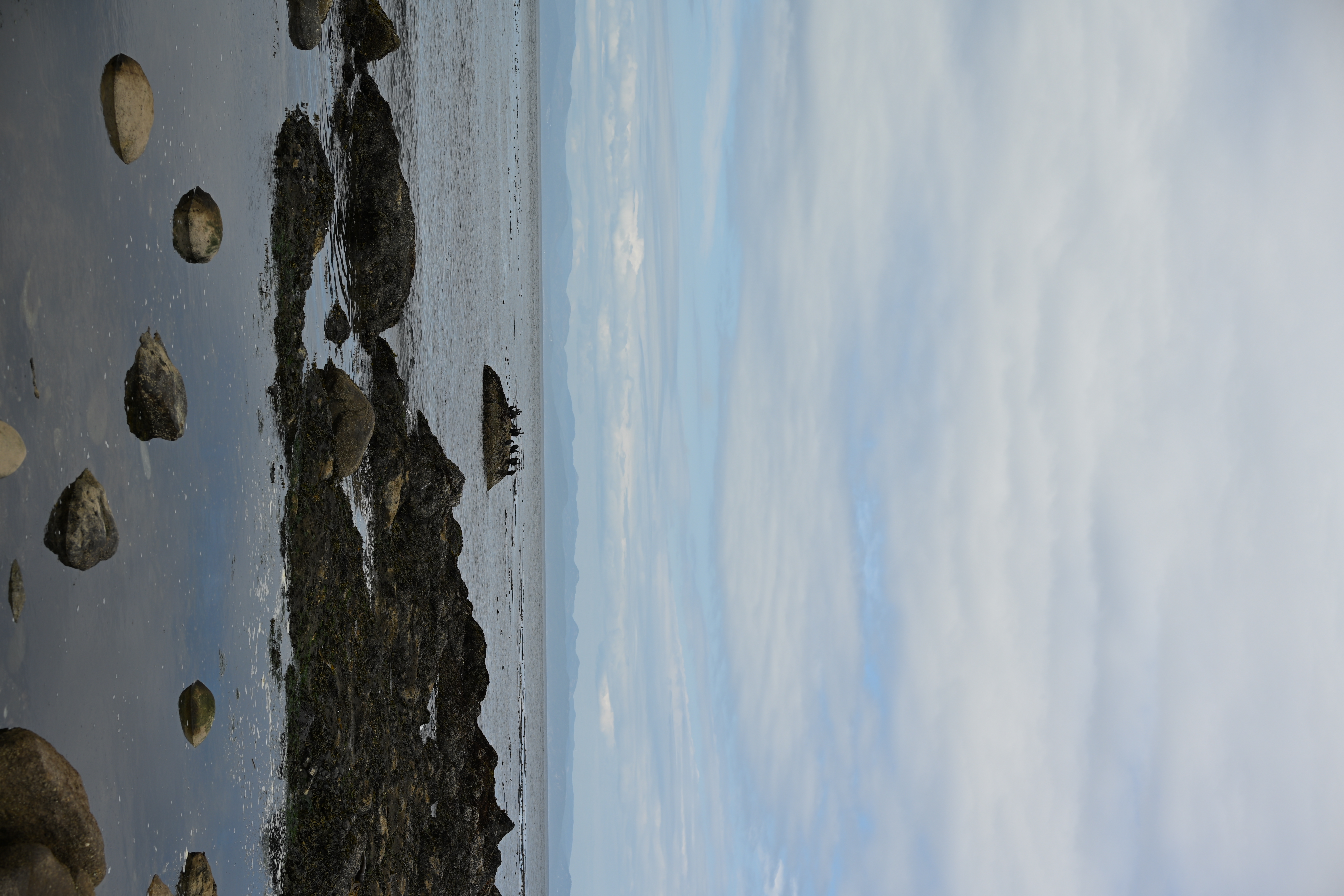 Cormorants on a rock sitting at the Salt Creek tide pools
