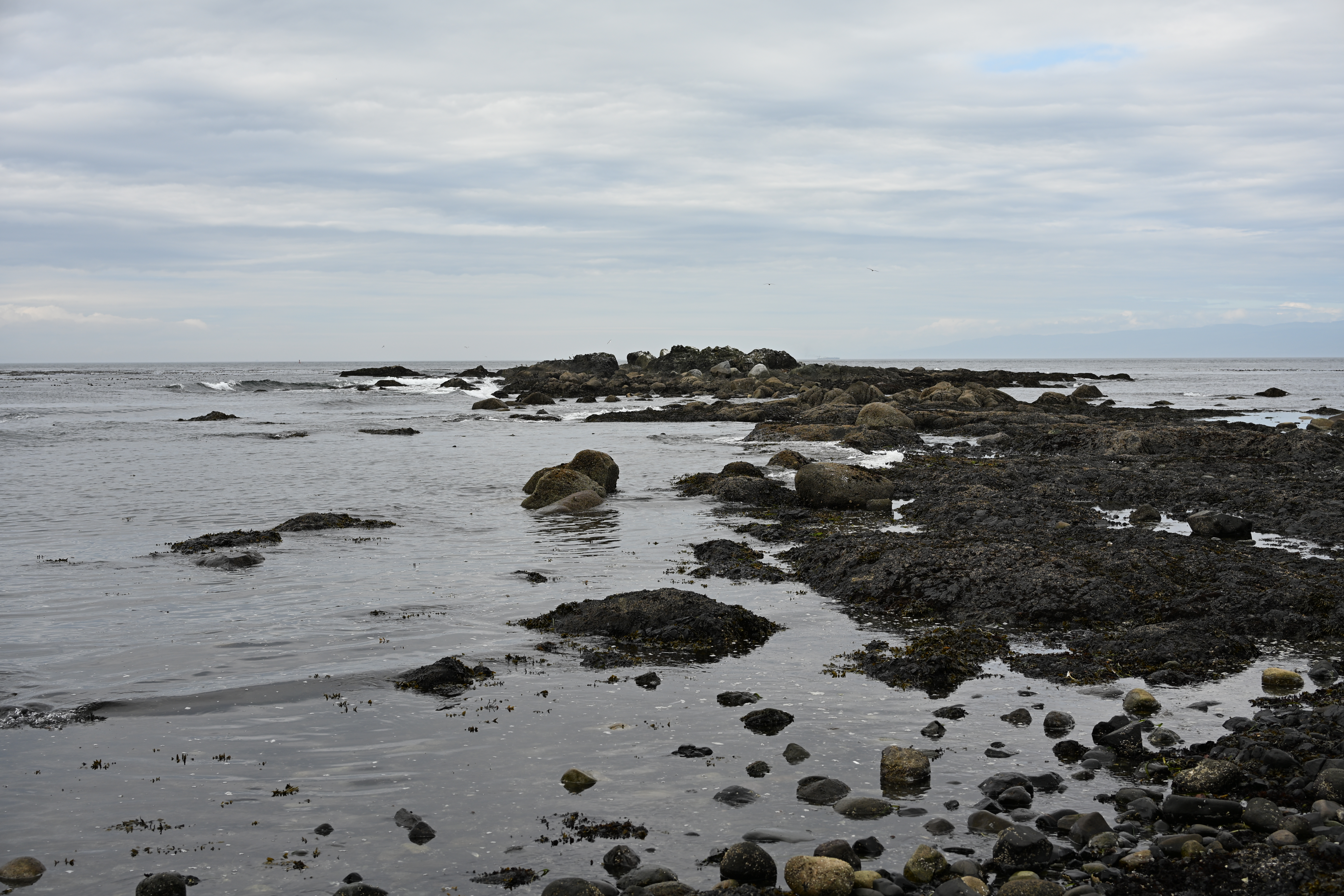 Rocky shore at the Salt Creek tide pools at low tide