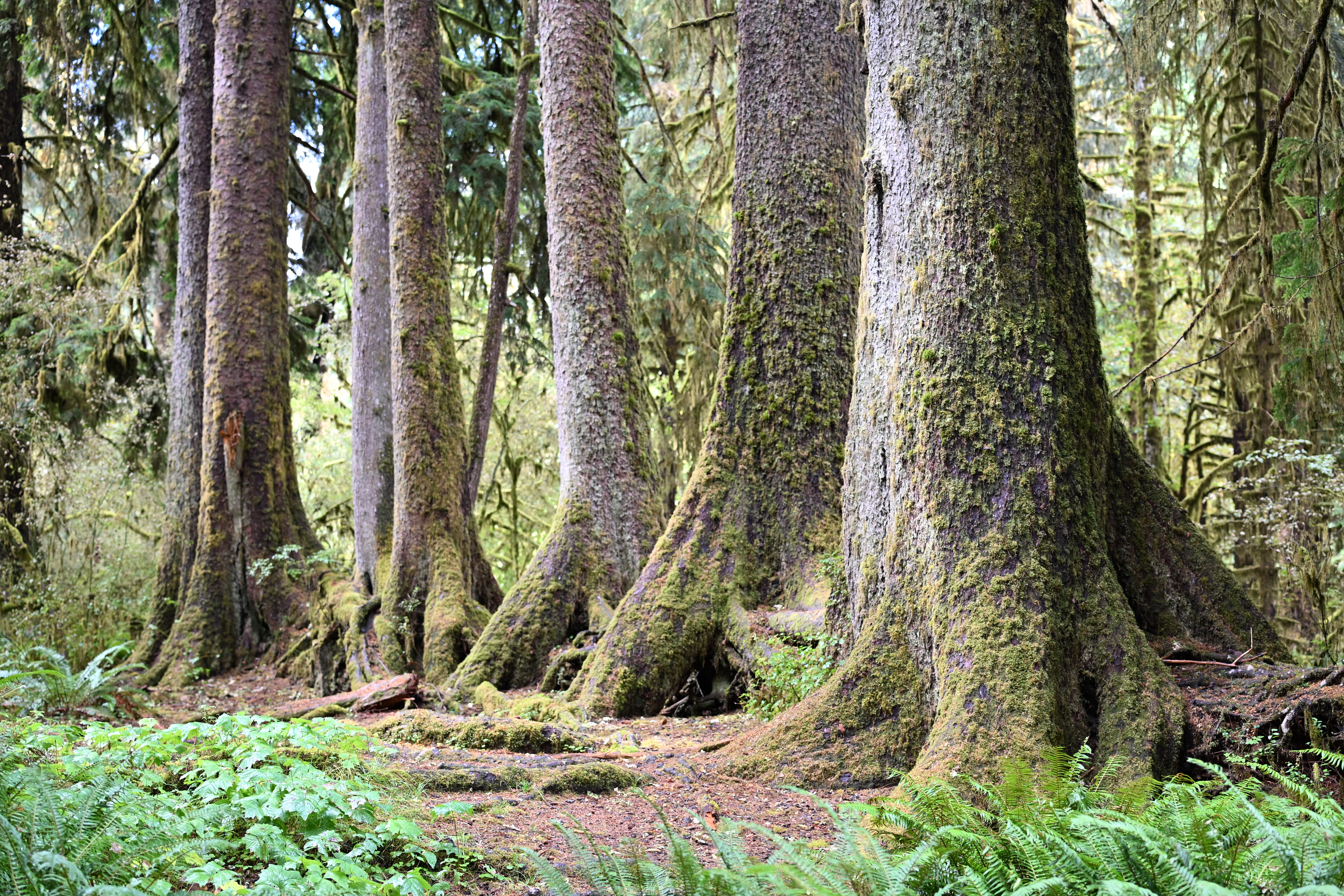 Old trees growing from a nurse log in Hoh Rainforest