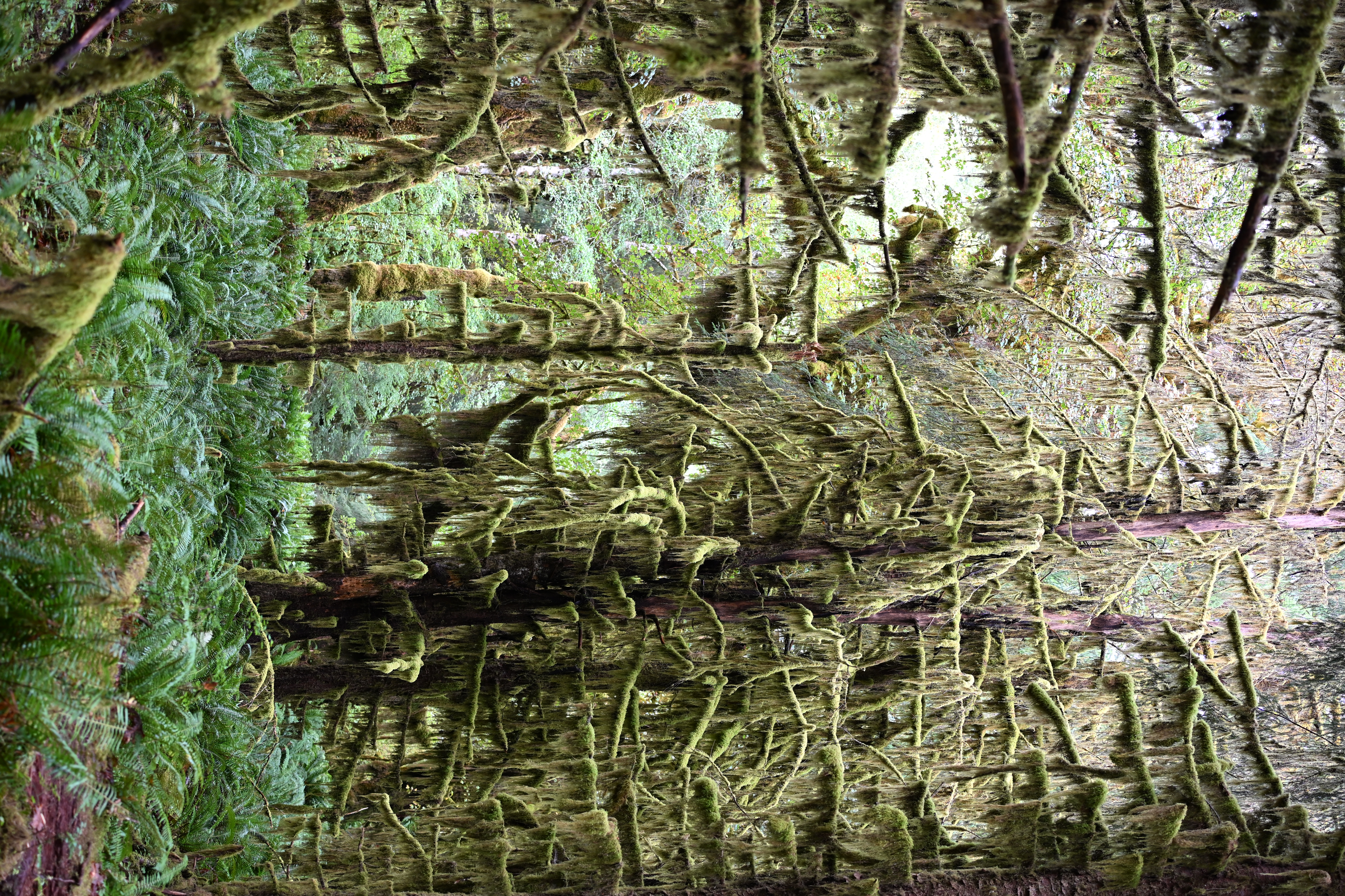 Moss-covered trees along Hall of Mosses trail